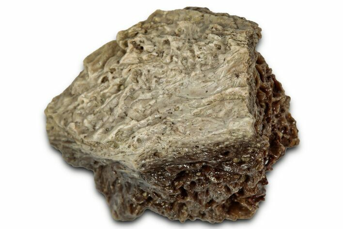 Fossil Tyrannosaur (T rex) Bone Section - Wyoming #352781